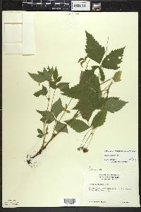 Rubus pubescens image