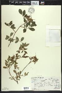 Rosa palustris image