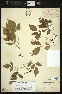 Rubus occidentalis image