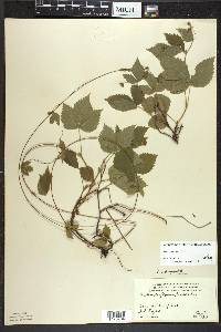 Rubus pubescens image