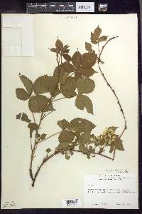 Rubus flagellaris image