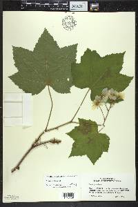 Rubus parviflorus image