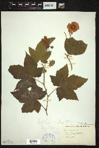 Rubus odoratus image