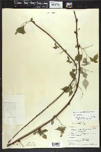 Rubus occidentalis image