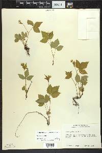 Rubus pubescens image