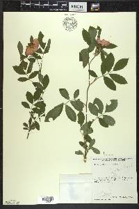 Rosa palustris image