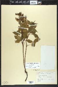 Rubus vermontanus image