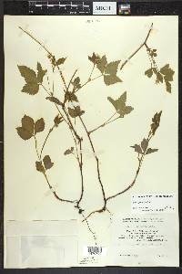 Rubus pubescens image