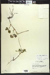 Rubus pubescens image