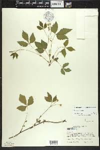 Rubus pubescens image