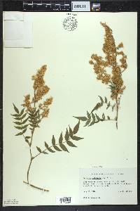 Sorbaria sorbifolia image