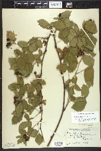 Rubus ithacanus image