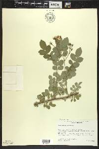 Rosa multiflora image