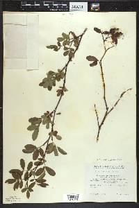 Rosa palustris image