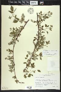 Rubus occidentalis image