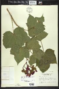 Rubus odoratus image