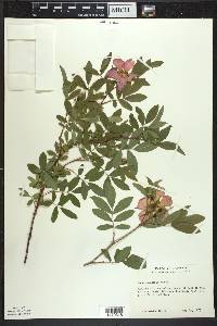 Rosa palustris image