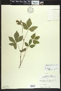 Rubus pubescens image