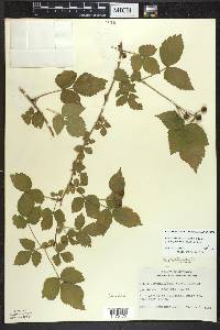 Rubus beamanii image