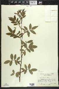 Rosa palustris image