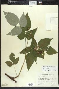 Rubus occidentalis image