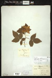 Rosa setigera image