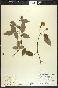 Rosa setigera image