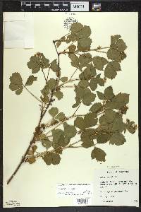 Rubus fulleri image