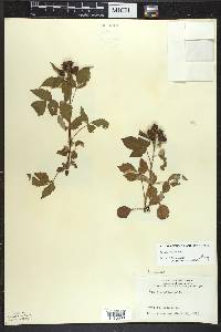 Rubus occidentalis image