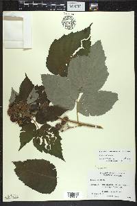 Rubus occidentalis image