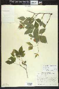 Rubus pubescens image