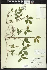 Rubus pubescens image