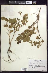 Rubus setosus image