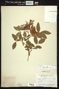 Rosa palustris image