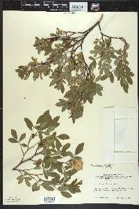 Rosa palustris image