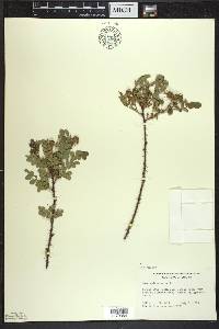 Rosa spinosissima image