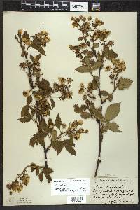 Rubus canadensis image