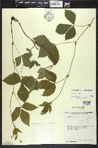 Rubus pubescens image