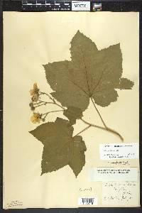 Rubus parviflorus image