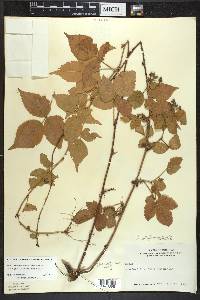 Rubus beamanii image