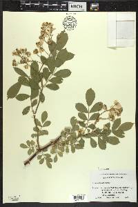 Rosa multiflora image