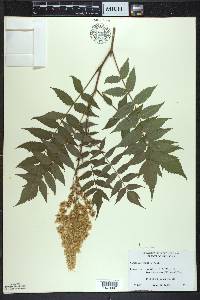 Sorbaria sorbifolia image