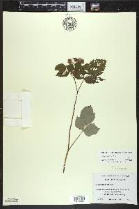 Rubus × neglectus image
