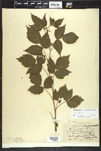 Rubus occidentalis image