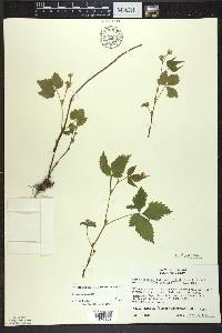 Rubus pubescens image