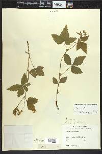 Rubus pubescens image