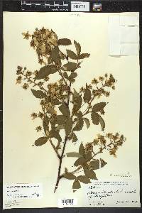 Rubus canadensis image