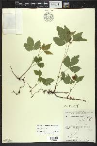 Rubus pubescens image