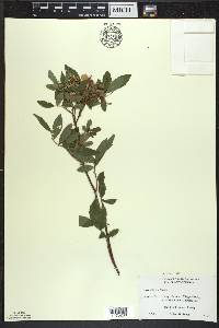 Rosa palustris image