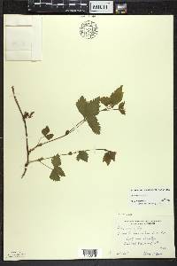 Rubus pubescens image